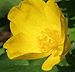 celandine poppy