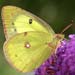 clouded sulphur