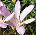 colchicum