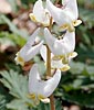 dicentra