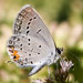 eastern tailed-blue