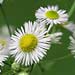 fleabane