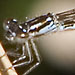 forktail