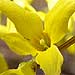 forsythia