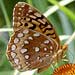 fritillary