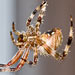 garden spider