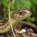 garter snake