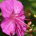 cranesbill