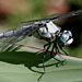 great blue skimmer