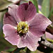 hellebore