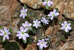 hepatica