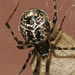 house spider