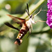 hummingbird moth