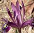 iris reticulata