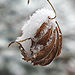 maple leaf in snow