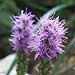 liatris