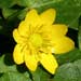 marsh marigold