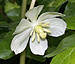 mayapple