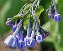 mertensia