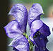 monkshood