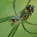 orchard spider