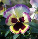 pansy