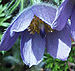pasque flower