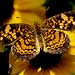 pearl crescent