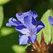 plumbago