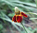 prairie coneflower