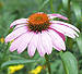 purple coneflower