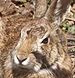 cottontail rabbit