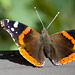 red admiral