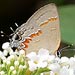 hairstreak