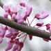 redbud