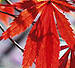 red maple