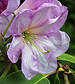 rhododendron