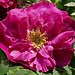 rugosa