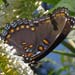 red spotted purple