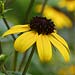 rudbeckia