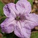 ruellia