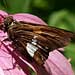 silver spotted skipper