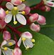 skimmia