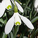 snowdrops