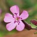 soapwort