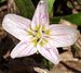 claytonia