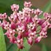 milkweed