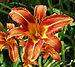 tiger lily