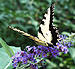 tiger swallowtail