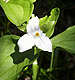 trillium